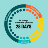 average-menstrual-cycle